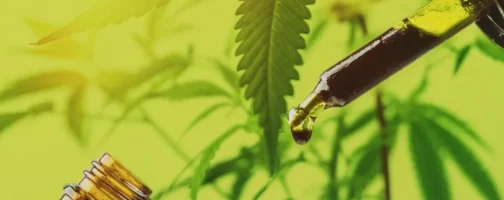 What are cannabis concentrates